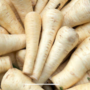 Pastinaca