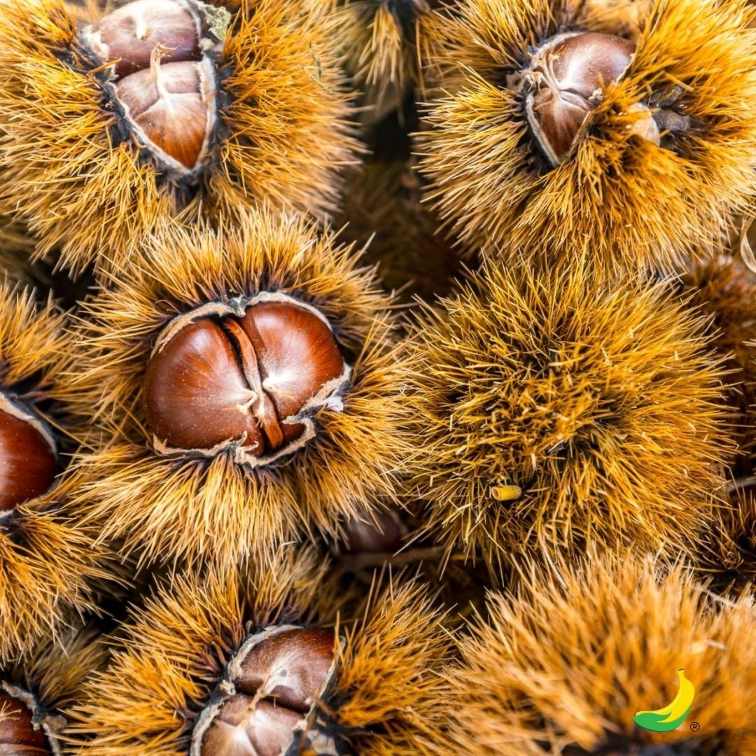 Castagne:proprietà, valori nutrizionali e calorie