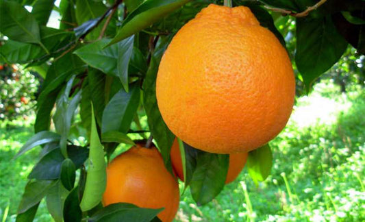 Perchè le arance fanno bene in inverno?