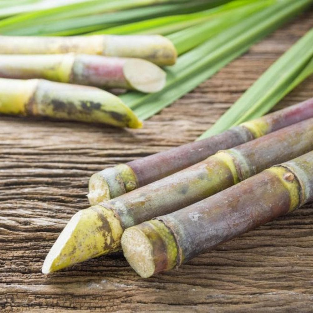 Canna da Zucchero: storia, usi e curiosità del dolcificante naturale più antico del mondo