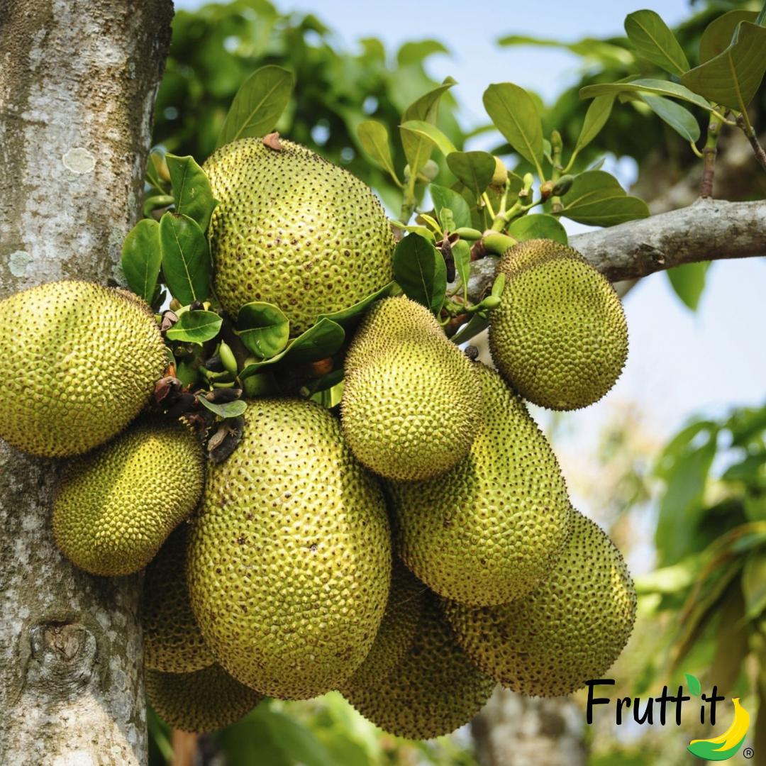 Jackfruit: il frutto più grande del mondo che sostituisce la carne