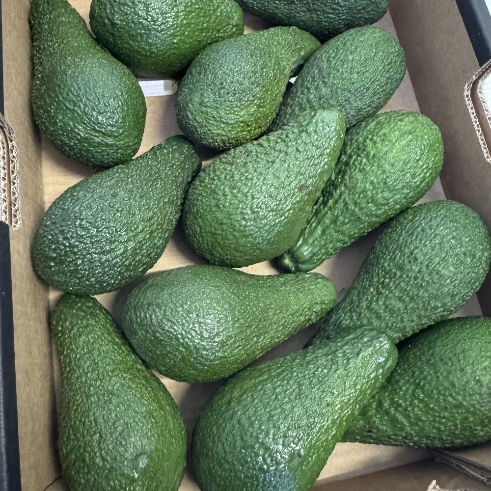 Avocado 1 cassa