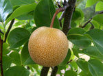 Pera Nashi 1 frutto