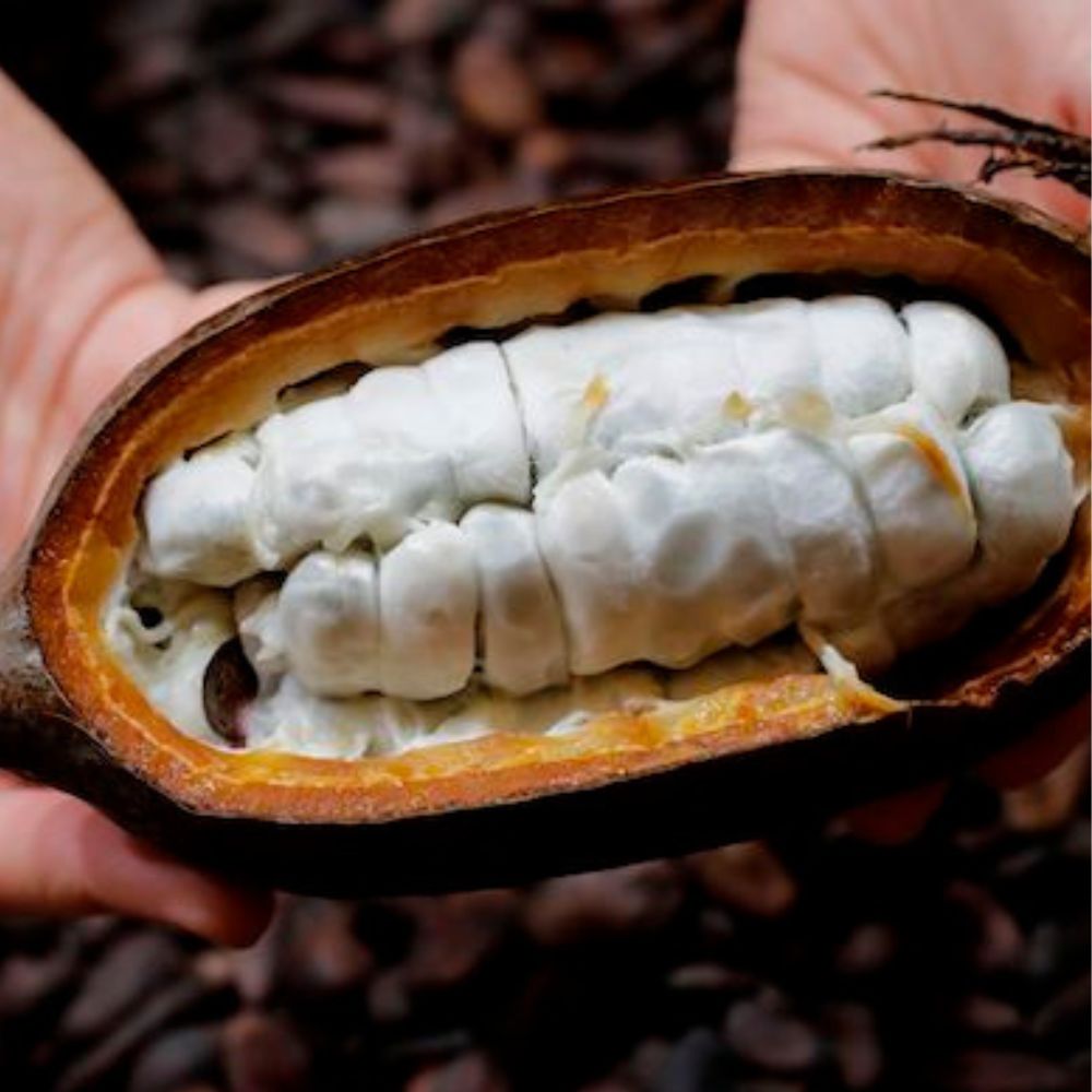 Cacao 1 Frutto