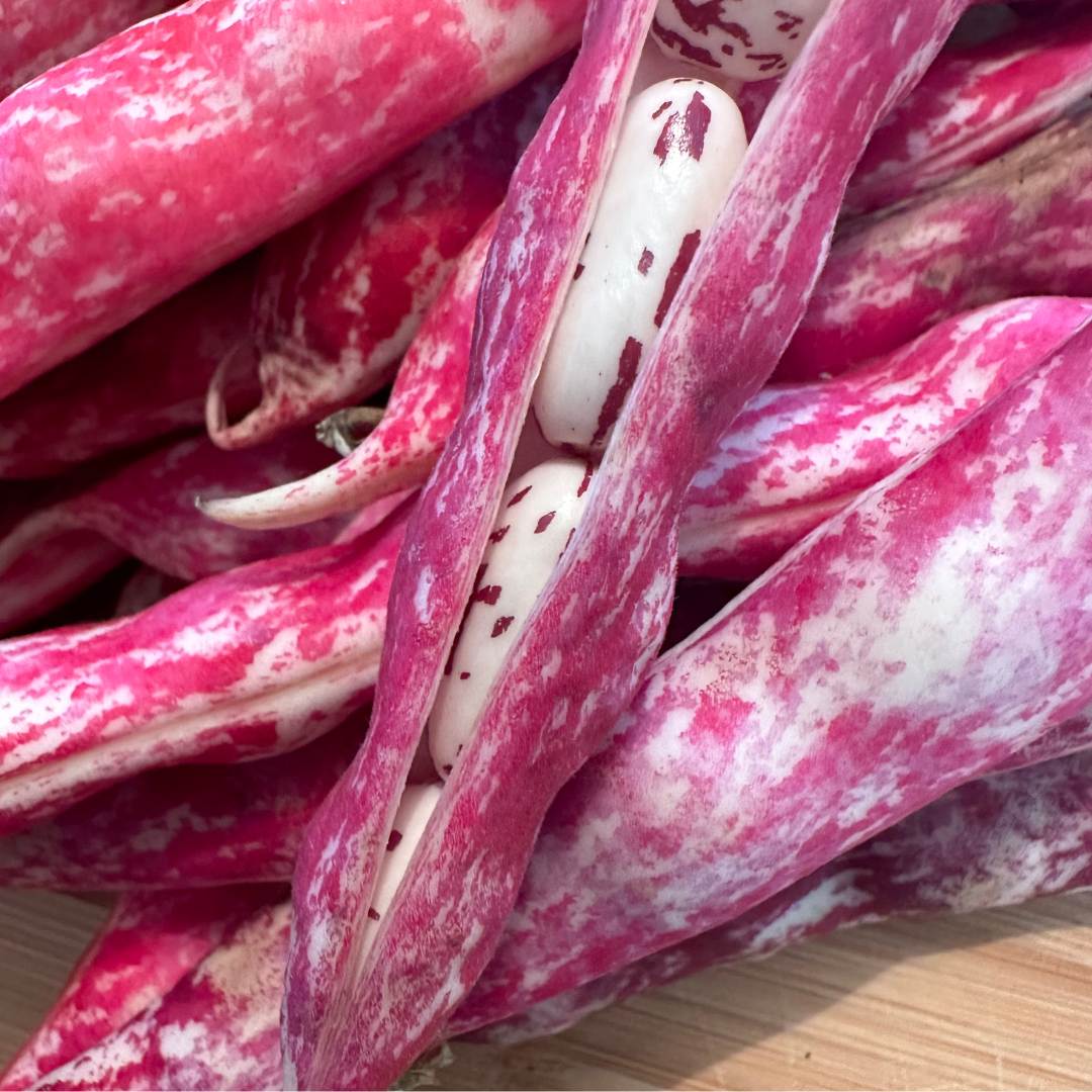 scopri i benefici dei fagioli borlotti