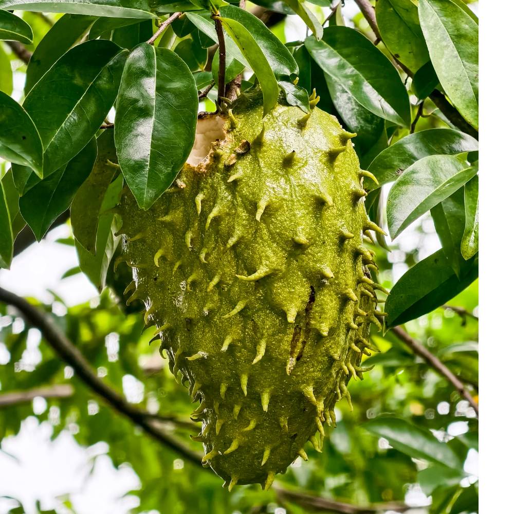 Guanabana 1 Box  2-3 Frutti ( Su Ordinazione )