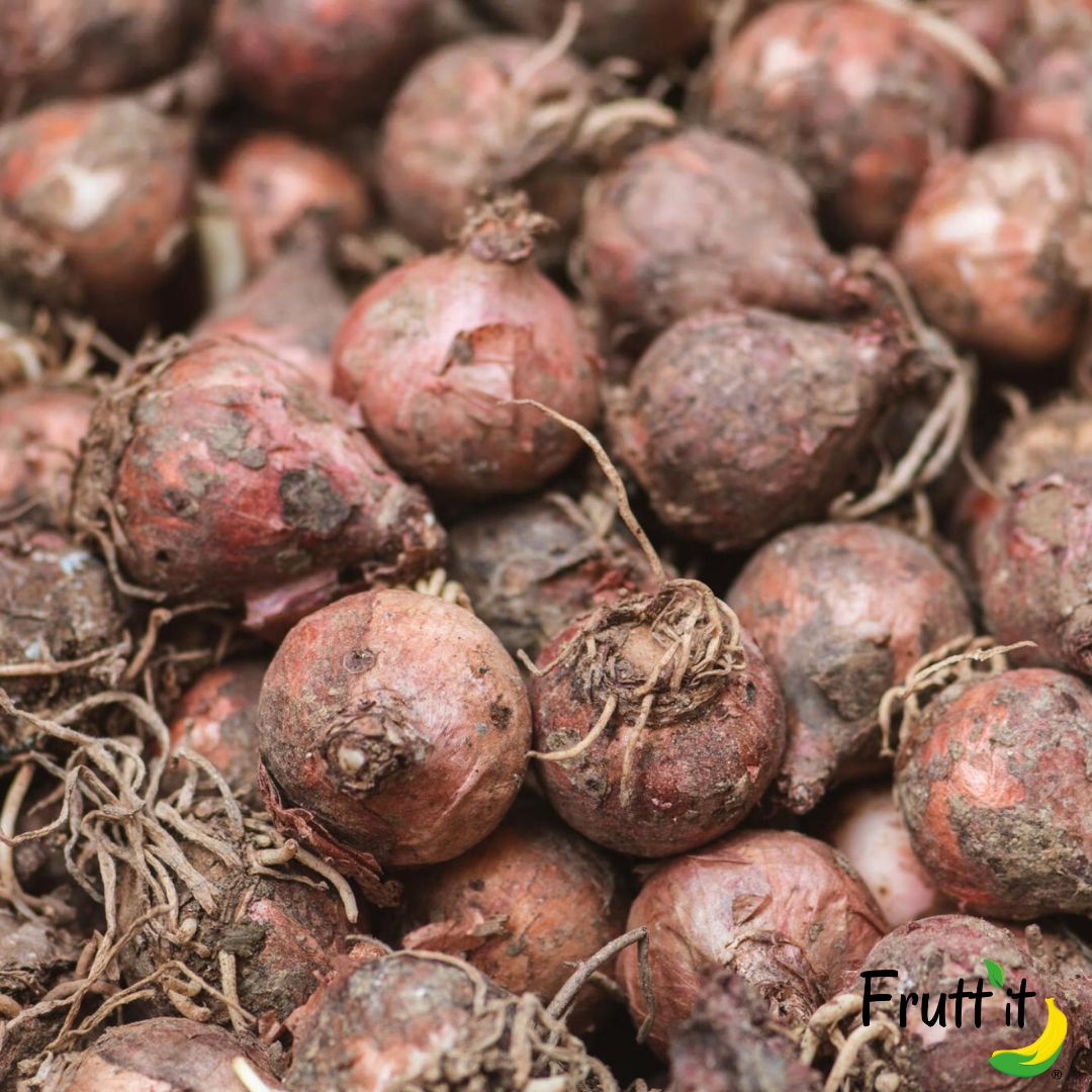 Lampascioni Pugliesi 1/2kg