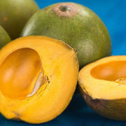 Lucuma 1 Frutto