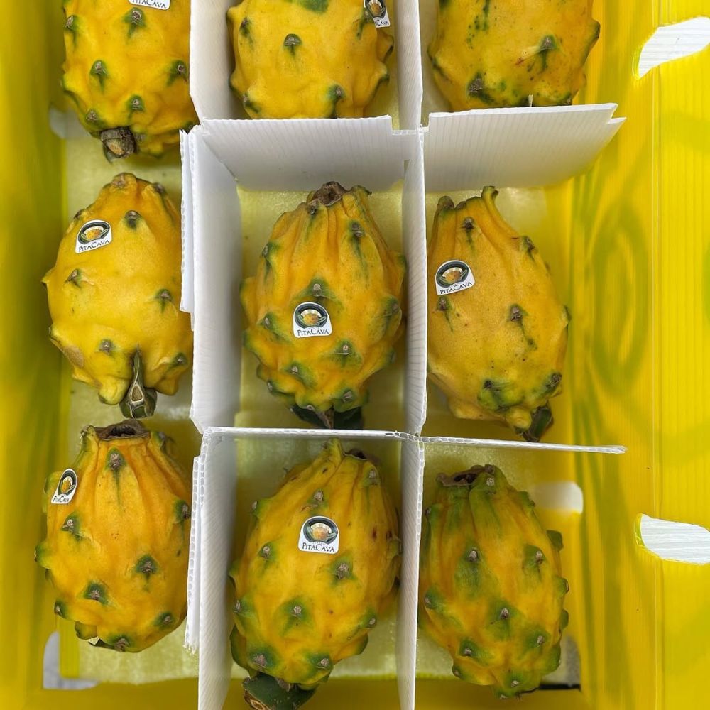 Pitaya Gialla 1 cassa 7/9 Frutti