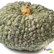 Zucca delica Mantovana