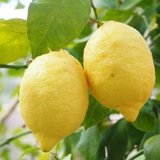 marmellata di limoni - Justfruit