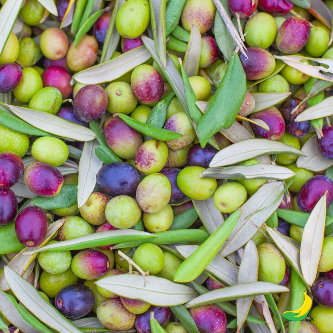 Olives pour assaisonnement 1kg