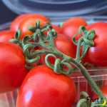 pomodori piccadilly bio online