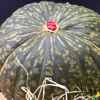 Zucca Delica bio online